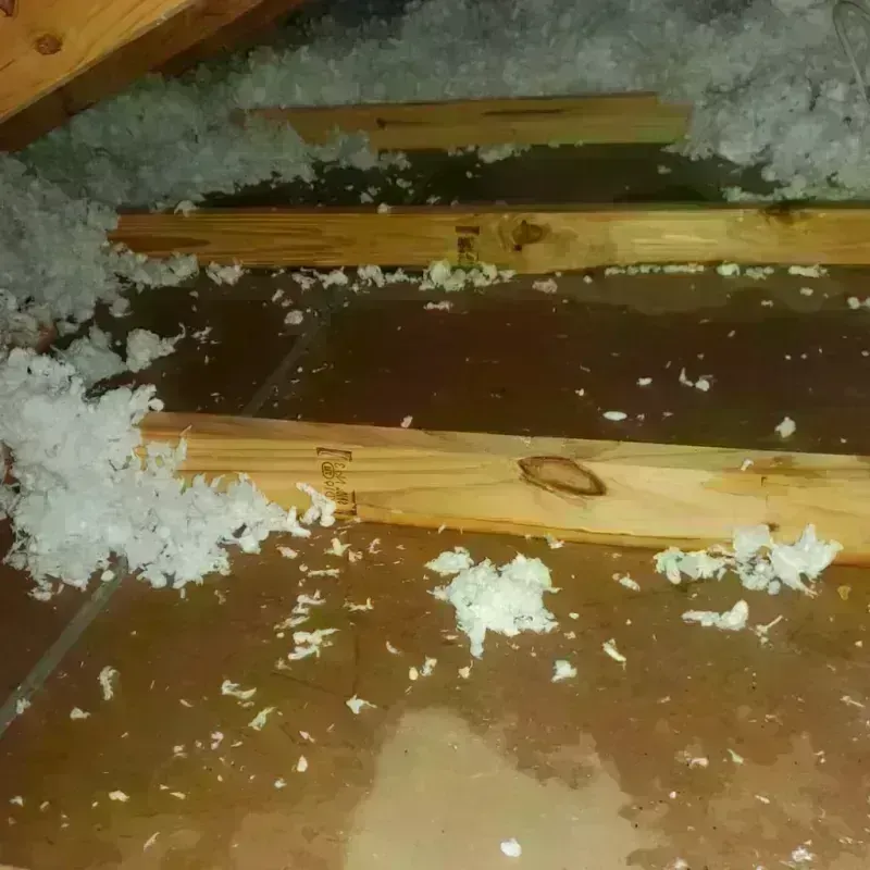 Attic Water Damage in Island Walk, FL